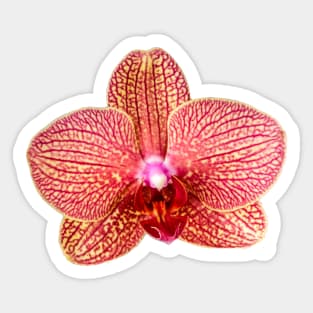 Pink Orchid Sticker